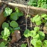 Doronicum pardalianches पत्ता