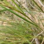 Aristida adscensionis Leaf