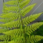 Dryopteris dilatata Blad