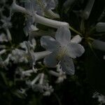 Rhododendron loranthiflorum Flower