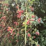 Rosa dumalis Fruit