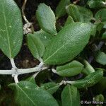 Ceanothus crassifolius Ліст