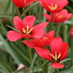 Tulipa montana Flower