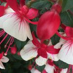 Fuchsia × standishii Õis