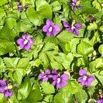 Viola canina फूल