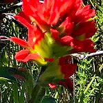 Castilleja affinis Bloem