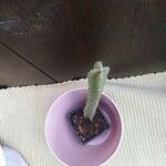 Stapelia grandiflora Leaf