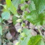 Priva lappulacea 其他