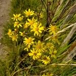 Senecio squalidusफूल