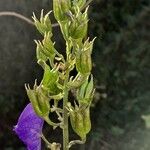 Aconitum variegatum Fruto