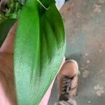 Drimiopsis maculata Blad