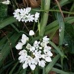 Allium tuberosum Blomst