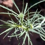 Eryngium tricuspidatum 叶