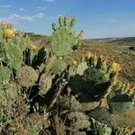 Opuntia engelmannii موطن