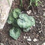 Cyclamen balearicum Leaf