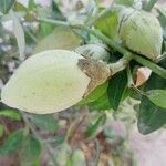 Berberis aetnensis Fruit