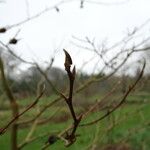 Stewartia rostrata Φλοιός