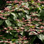 Clerodendrum trichotomum Blad