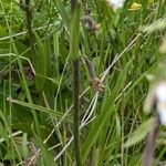 Epipactis palustris Bark