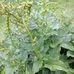 Chenopodium bonus-henricus Leaf