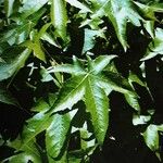 Liquidambar styraciflua Foglia