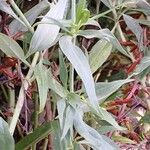 Valeriana angustifolia Blatt