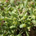 Lysimachia linum-stellatum Kita