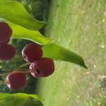 Malus baccataFruitua