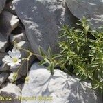 Cerastium carinthiacum Habit