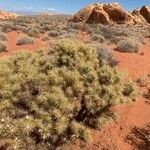 Cylindropuntia echinocarpa ᱥᱟᱠᱟᱢ