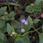 Ageratum conyzoides Λουλούδι