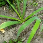 Allium nigrum ഇല