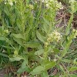 Lepidium draba 整株植物