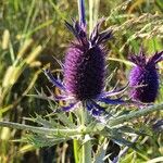 Eryngium leavenworthii 花