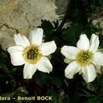 Callianthemum coriandrifolium Інше