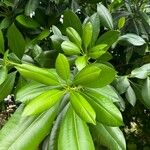 Ochrosia oppositifolia Leaf