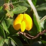 Arachis hypogaea Flower