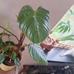 Homalomena rubescens Hoja
