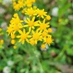 Senecio ampullaceusफूल