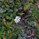 Achillea atrata Blüte