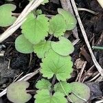 Salvia roemeriana Folla
