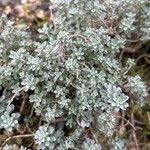 Alyssum cuneifolium Feuille