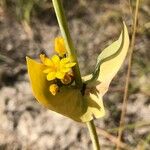 Blackstonia perfoliata 花