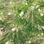 Acacia angustissima फूल