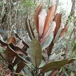 Pycnandra carinocostata Hábito