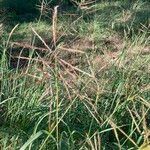 Bothriochloa bladhii ശീലം