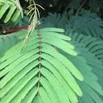 Calliandra houstoniana Leaf