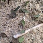 Sonchus bulbosus Likasa