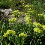 Eriogonum umbellatum Flower