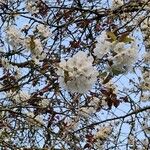 Prunus cerasus Blomst